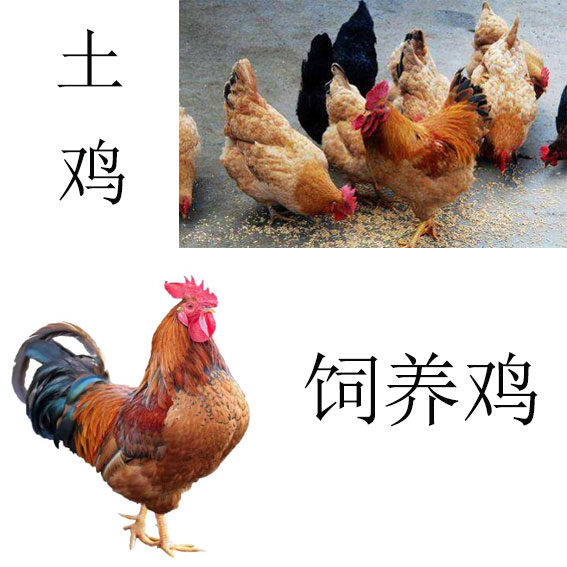 土雞和飼養(yǎng)雞